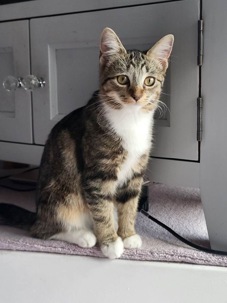 7 month female Cat