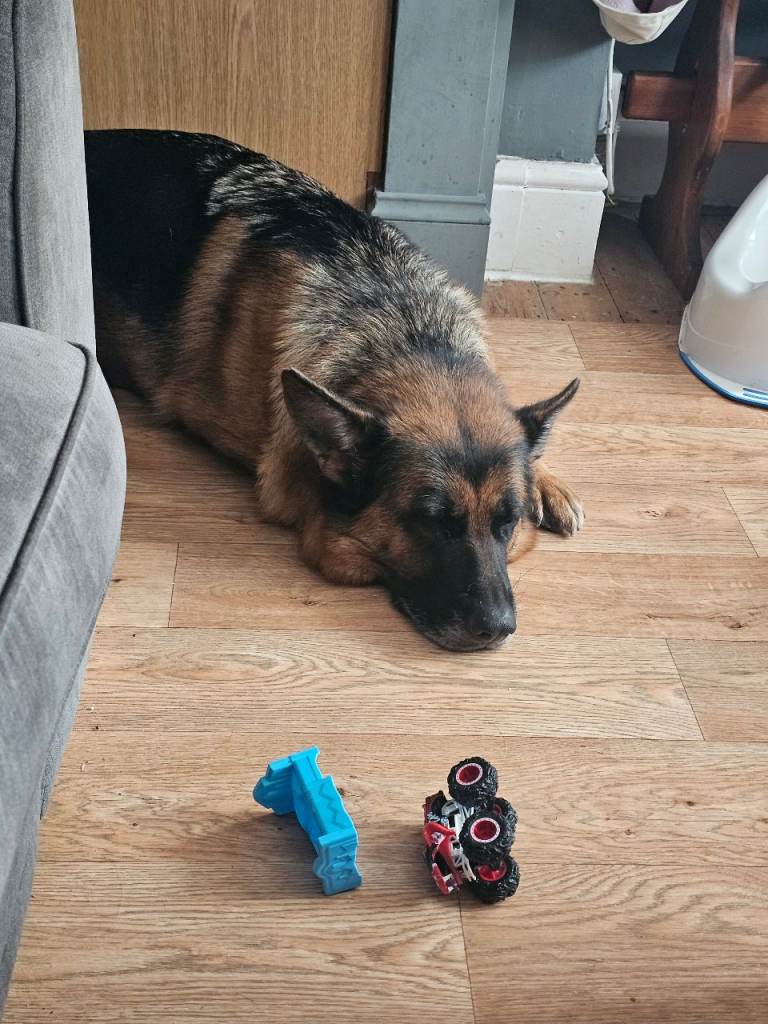 Female german shepherd 