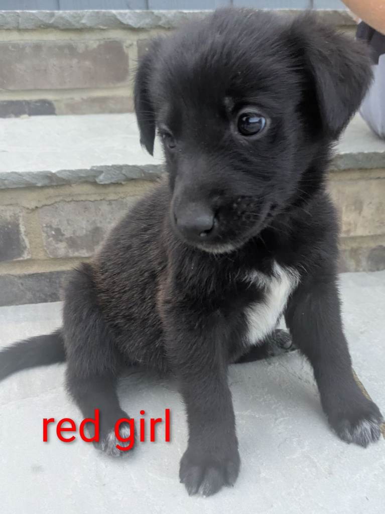 Stunning German Shepherd X puppies 
