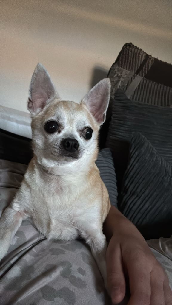 Beautiful 8 year old dog