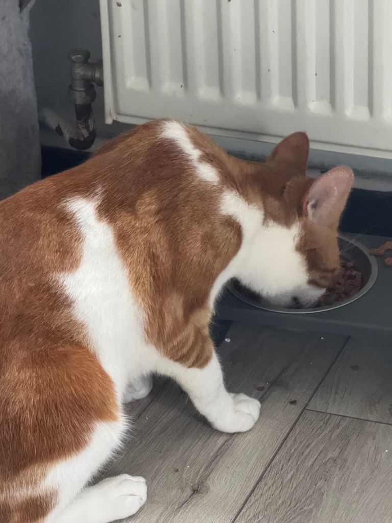 Ginger cat 