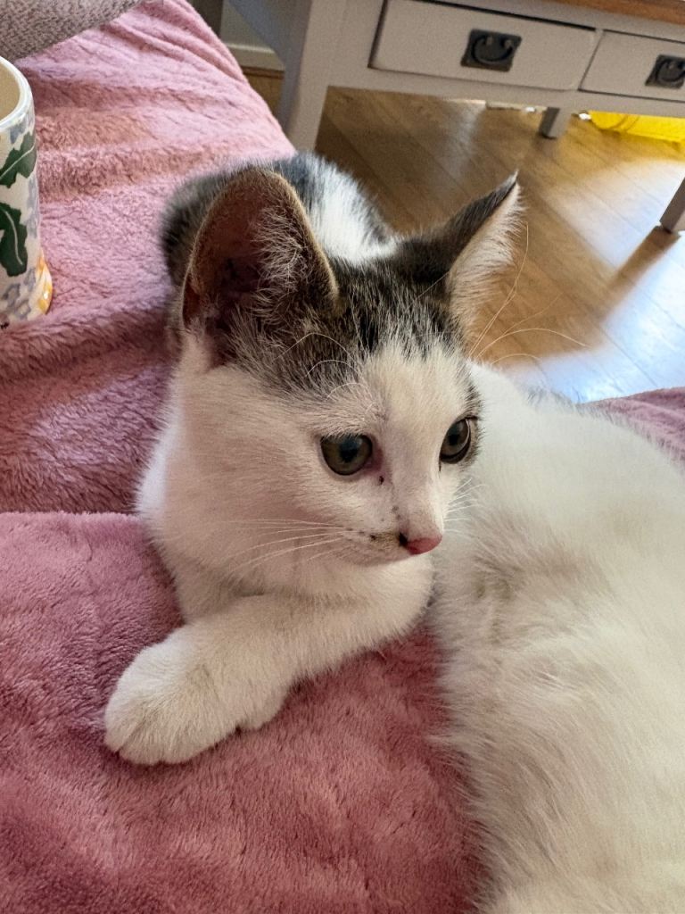 Female cat