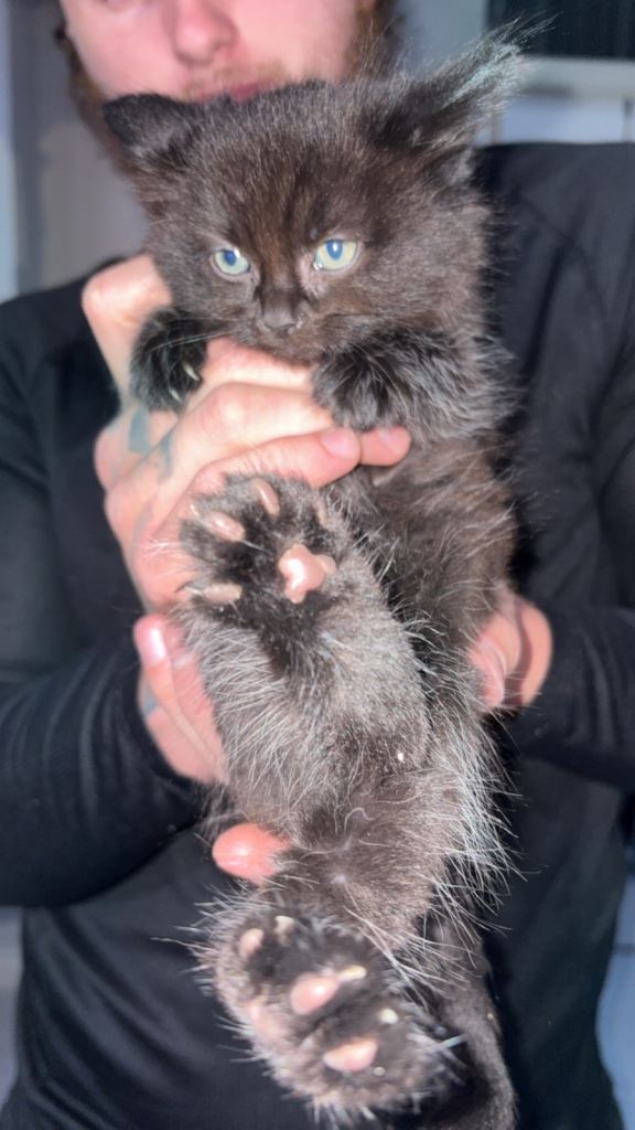 Kittens