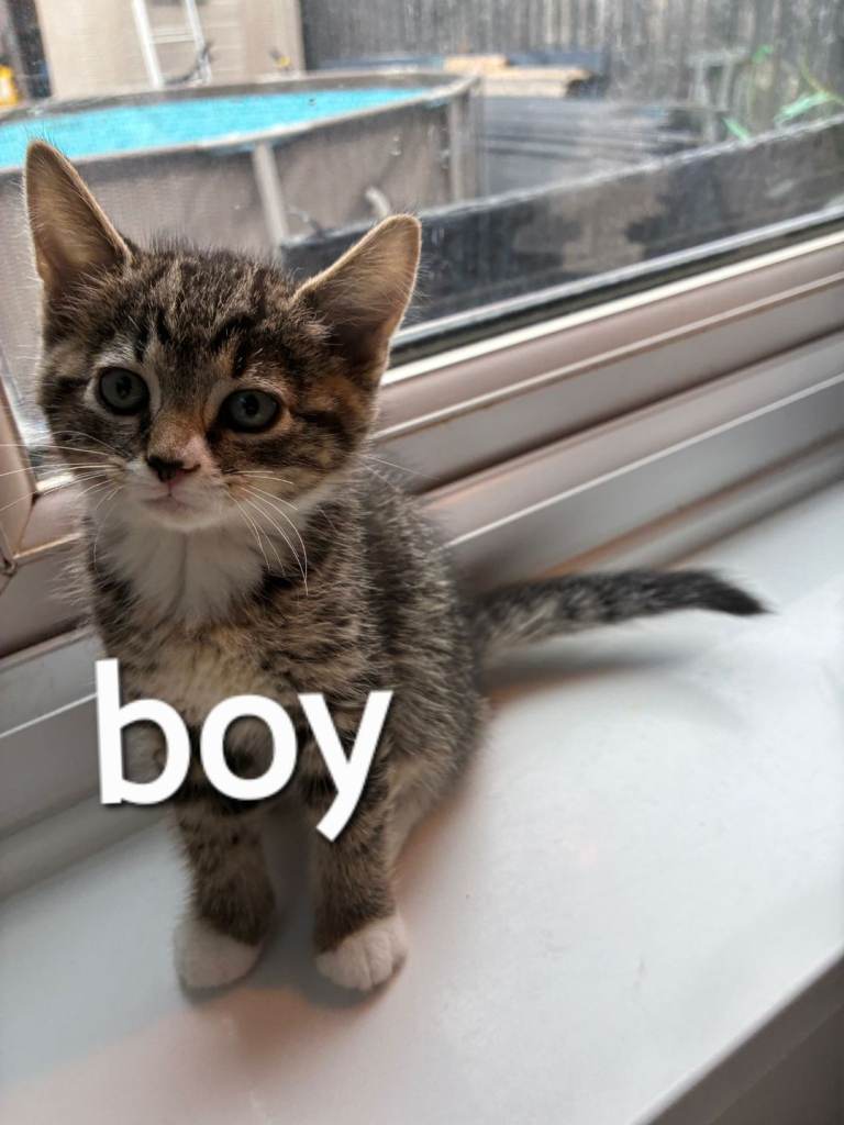 Kittens for sale 8 weeks old ready immediately!.