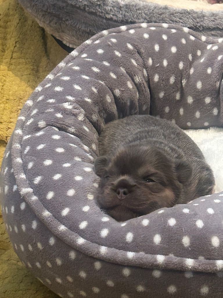 fluffy french bulldogs 