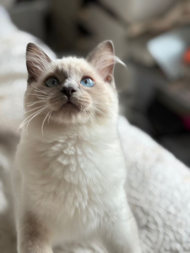 Beautiful kittens large parents 