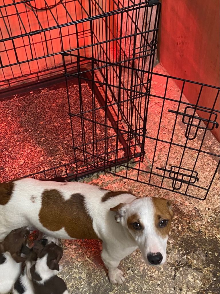 Working Jack Russells 