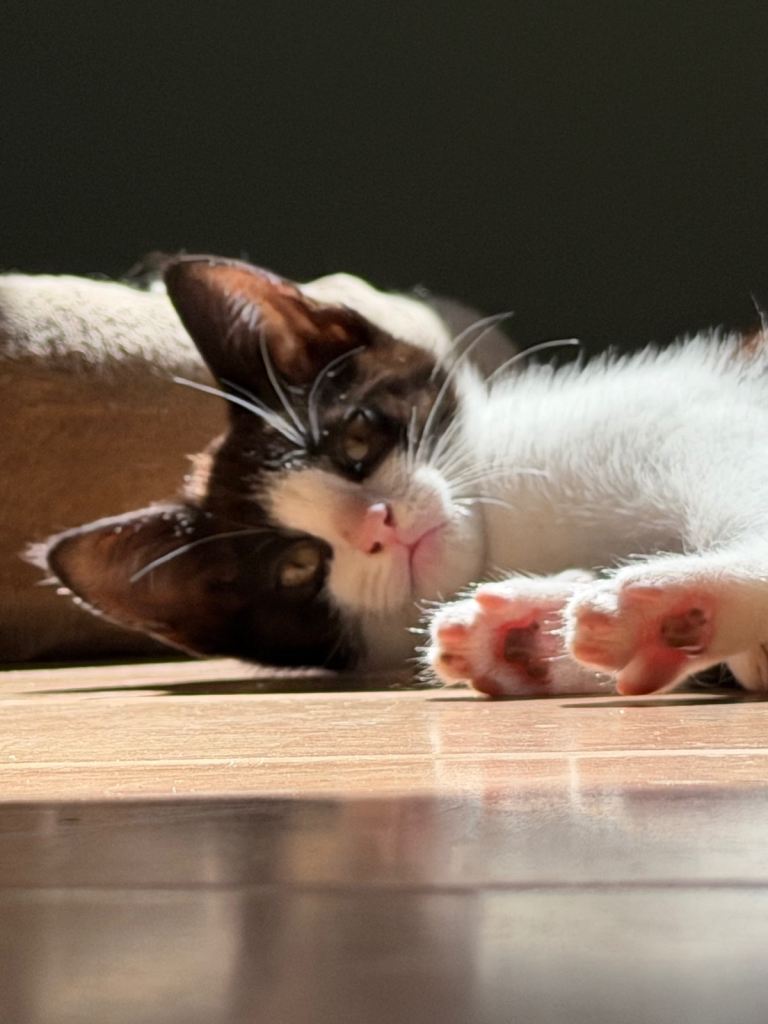 Cute kittens looking for home 
