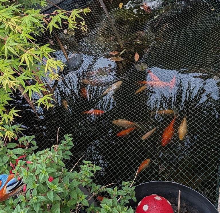 Goldfish, Pond Filter, UV Light Bulbs, Pond Pump, Fish Food, etc. for Sale - £150 EX8