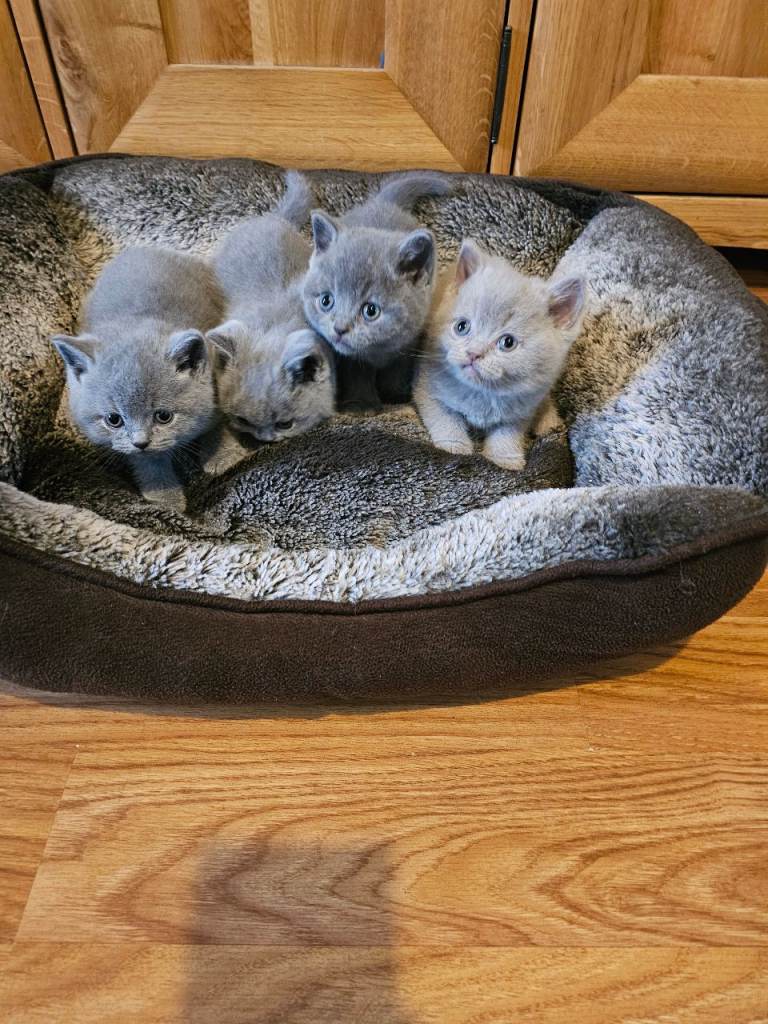 British shorthair kittens 
