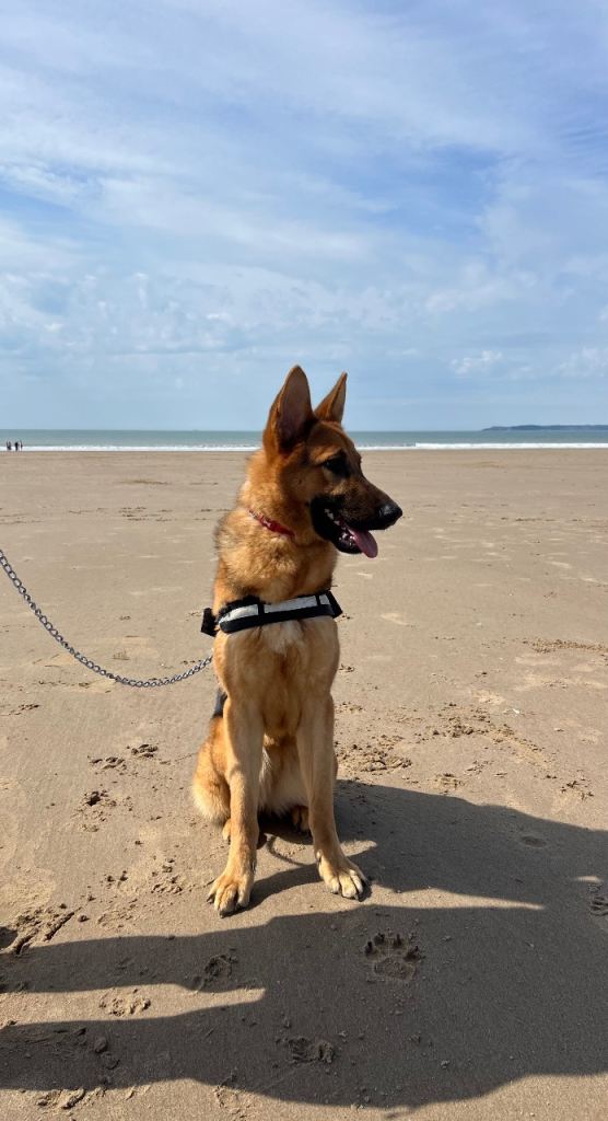 German Shepherd female – £800
