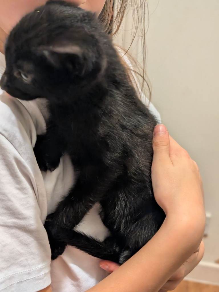 Kittens. 2 beautifull brown with black stripes females for sale