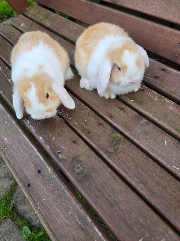 Baby Rabbits 