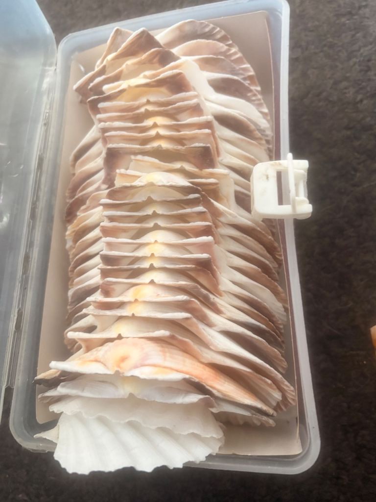 Garden shells REDUCED 