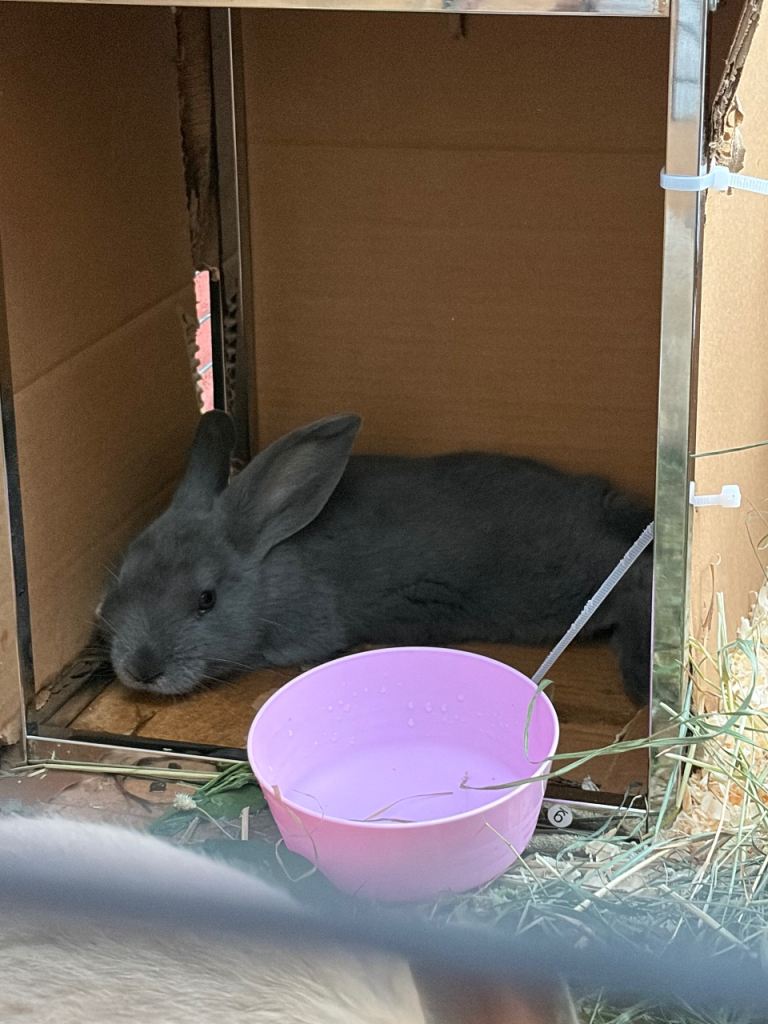 2 10week old rabbits one male and one female