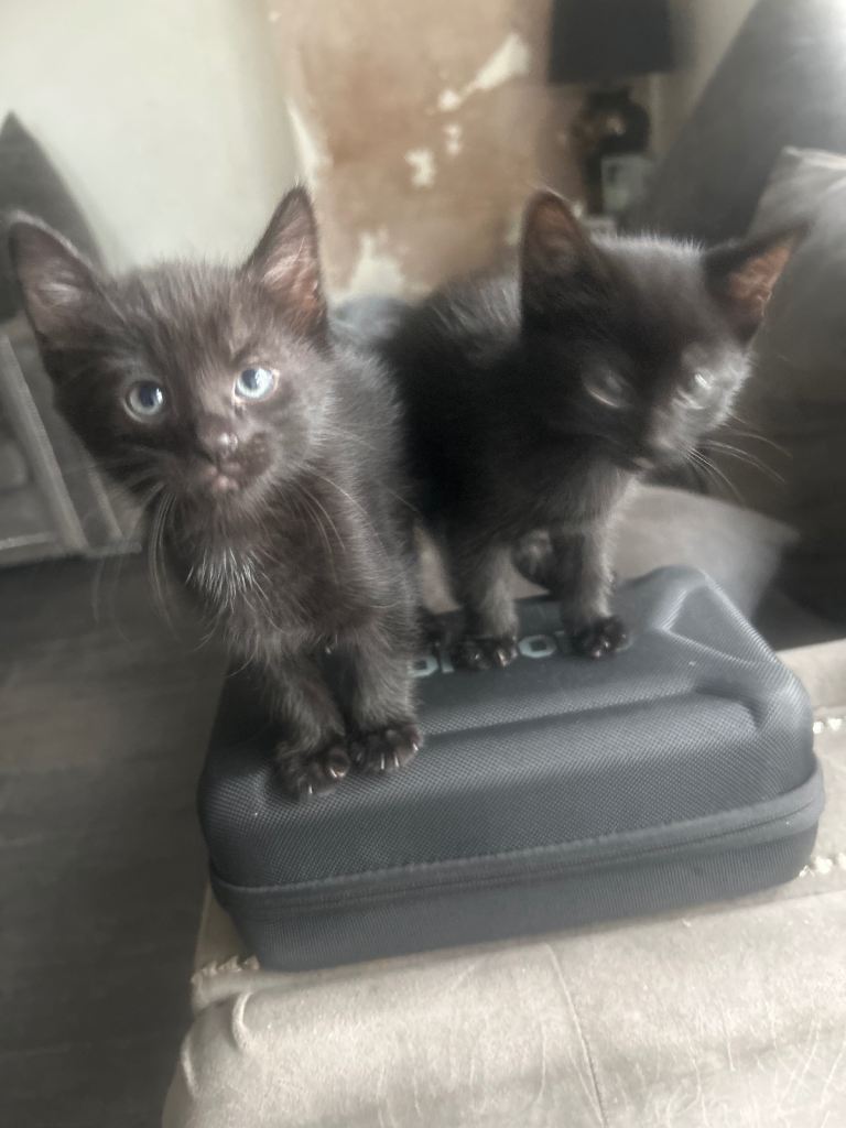 Kitten for sale 