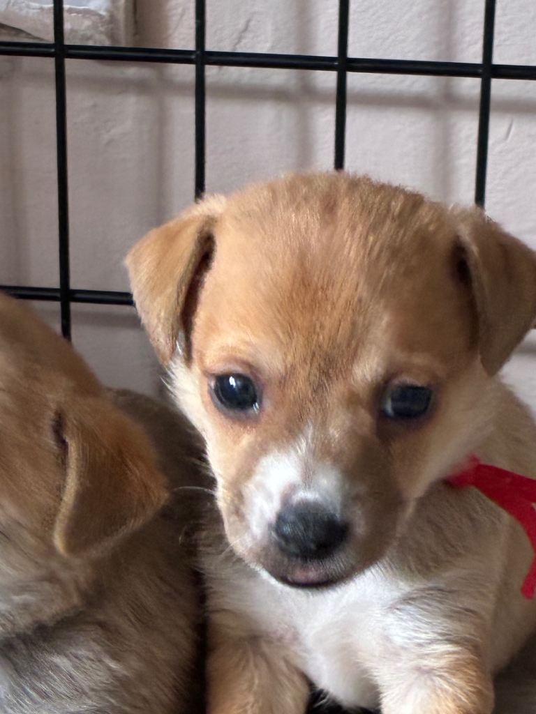 Jackrussel last puppy to reserve