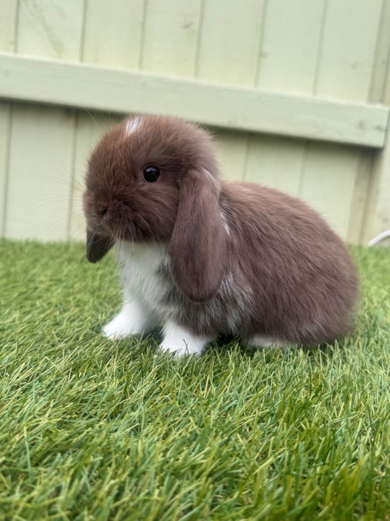 Mini lops ready now 