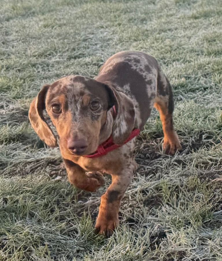 Miniature Dachsund for sale  18 months old 