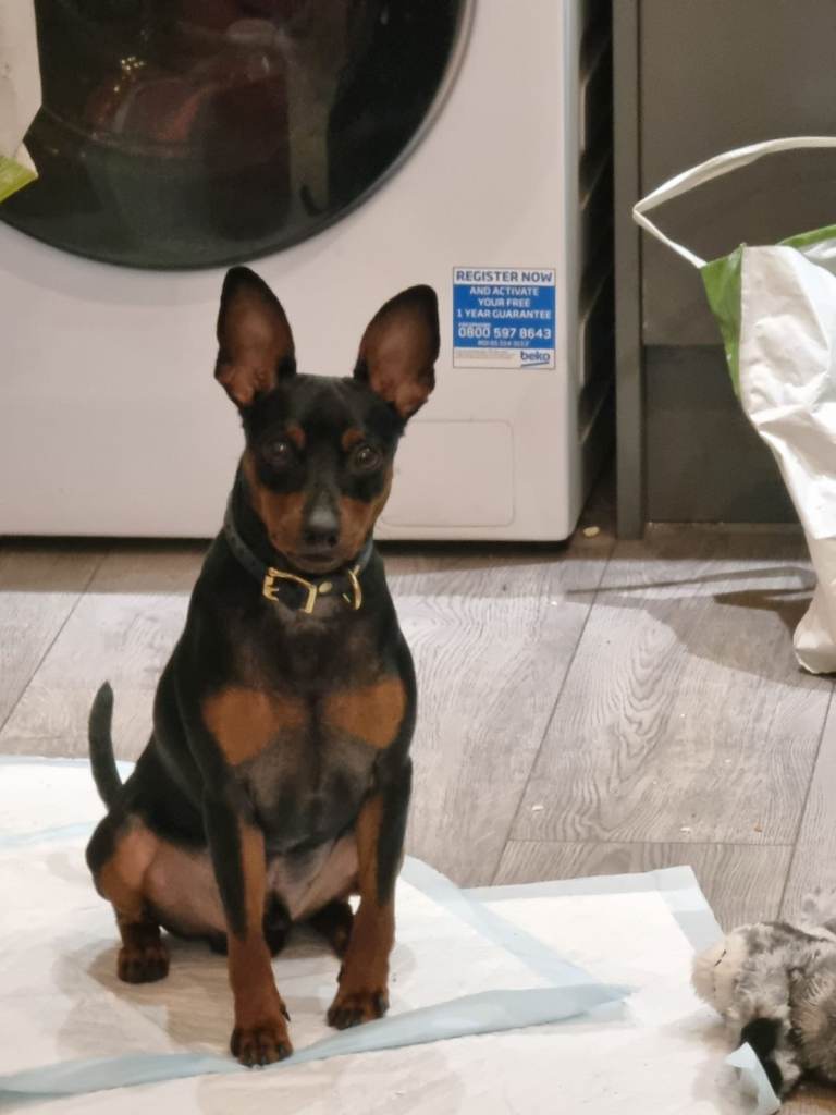 Male Miniature Pinscher – 12 Months – Show Quality