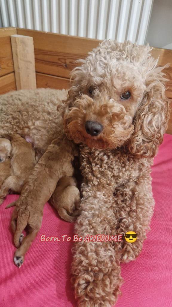 F2 Cockapoo puppies 