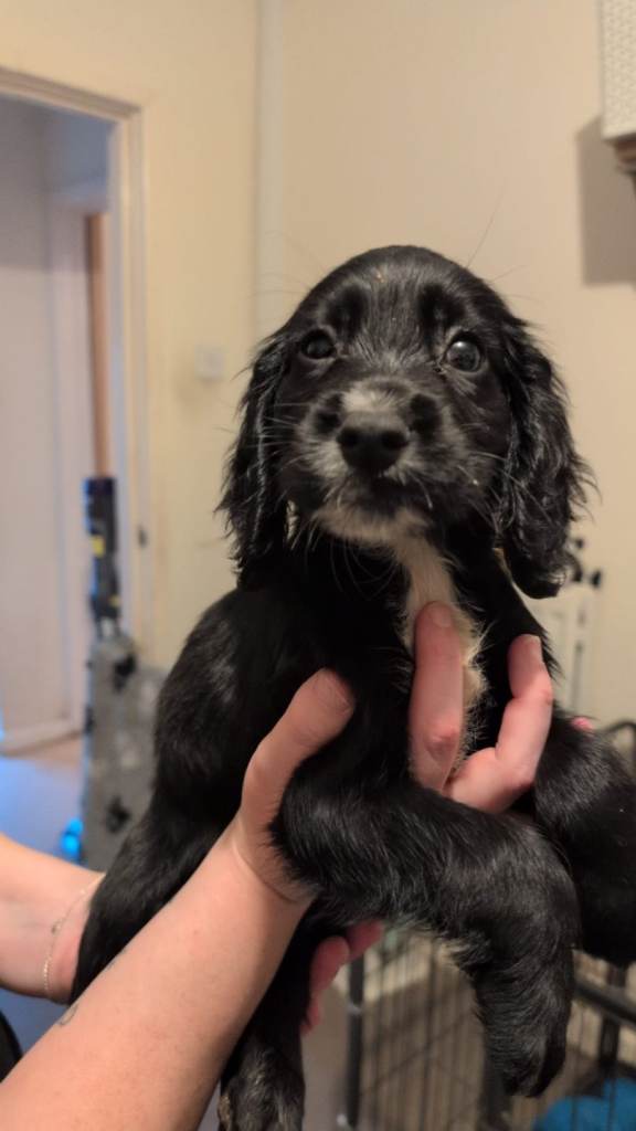 Sprocker boy pup
