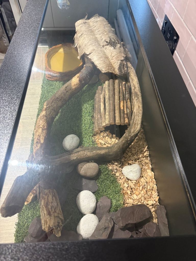 Royal Python plus full set up