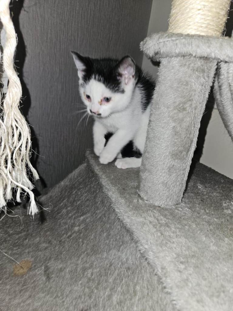 Black and white kittens ready for new homes 