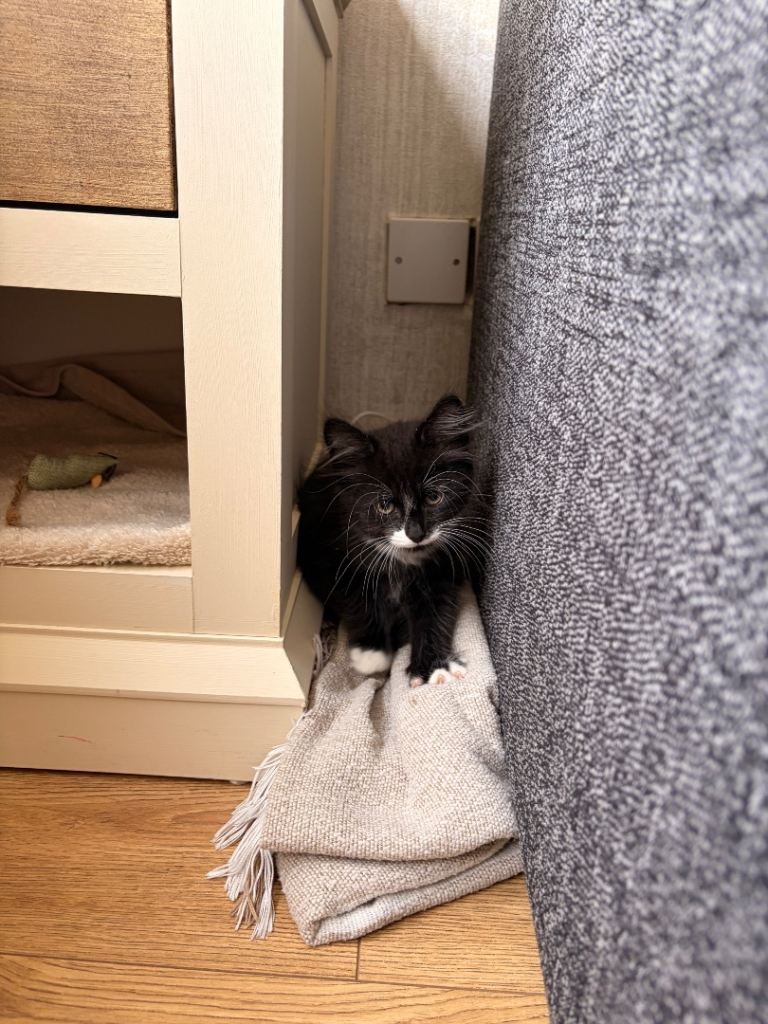 Male kitten 