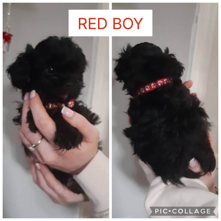 Shorkie puppy