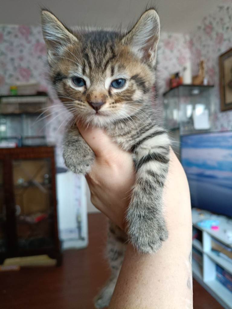 3 tabby and 2 black kittens for homes 