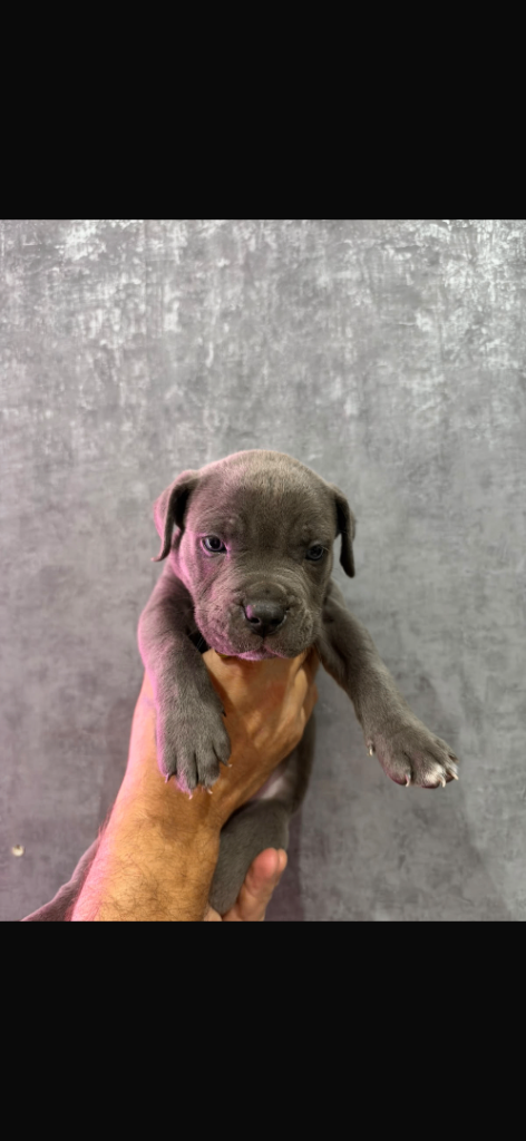 3 POCKET BULLY PUPPYS 