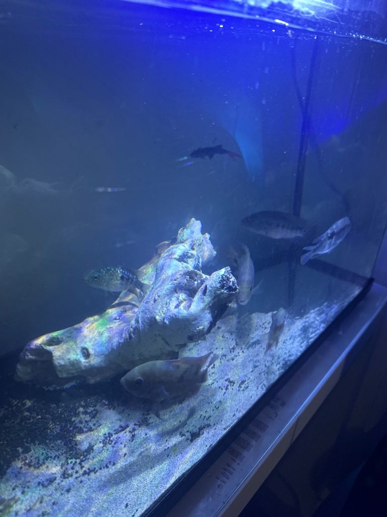 Free fish 