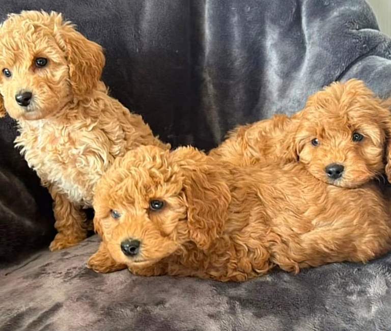 Cockapoo puppies 