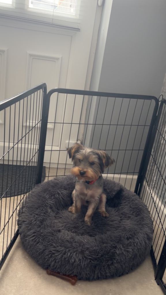 Yorkshire terrier pup