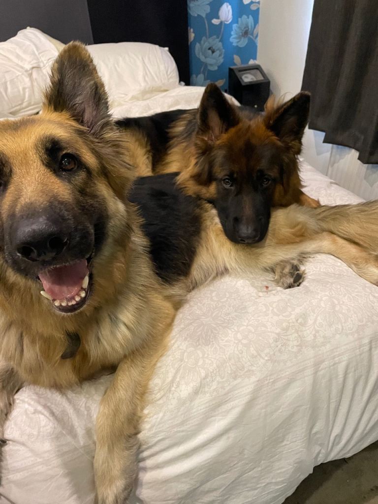 German Shepard puppies 