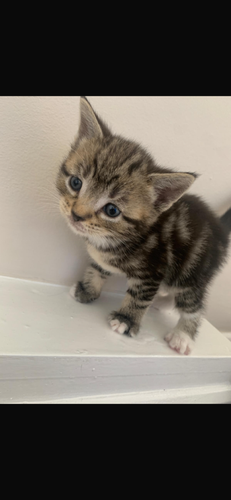 Kittens 