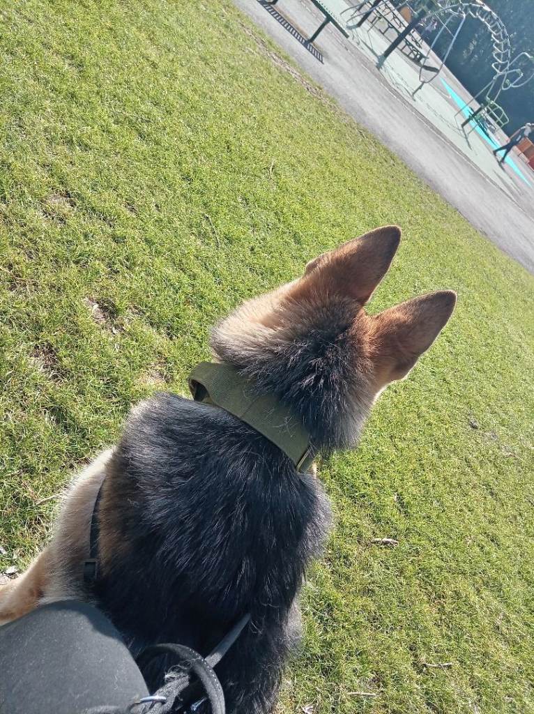 Full breed pup 9 months 