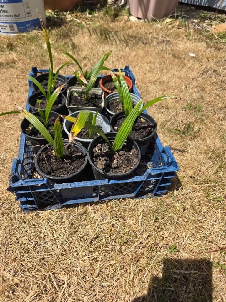 Trachycarpus Palm Tree Seedlings - Young Plants