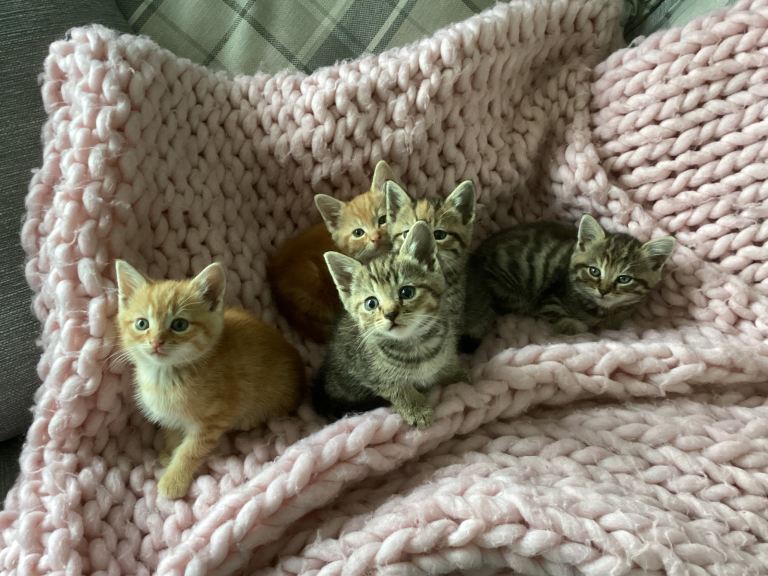 Kittens