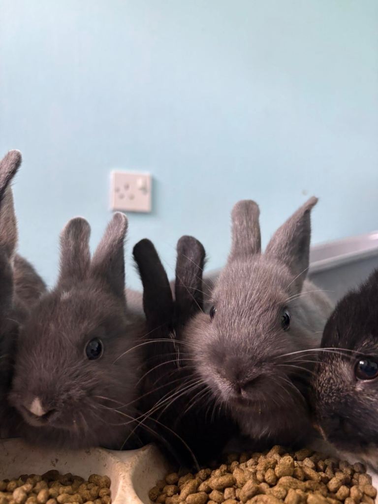X2 bunnies 