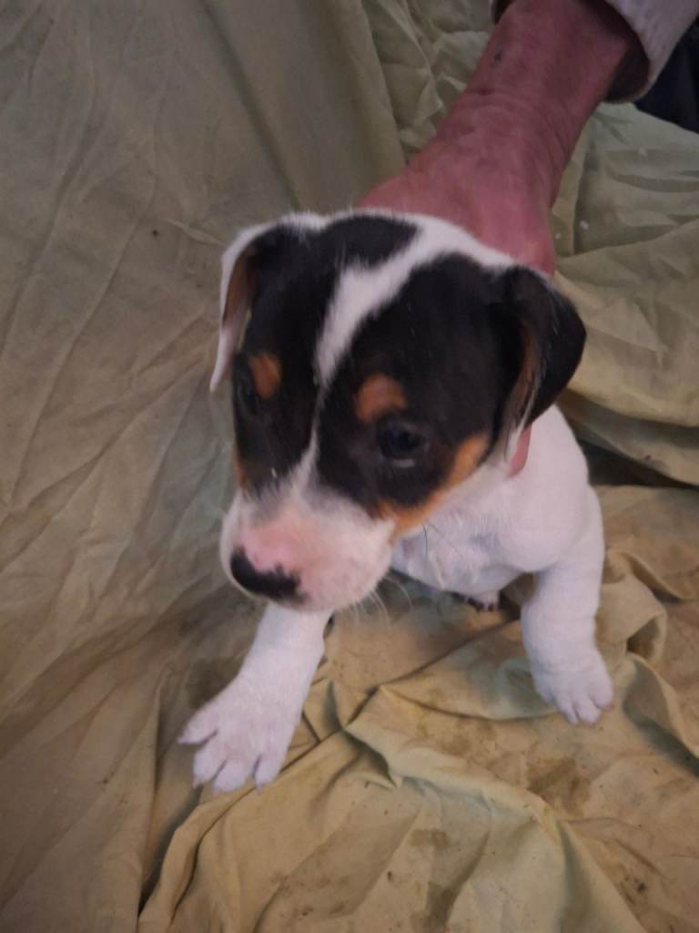 Jack Russell puppies 