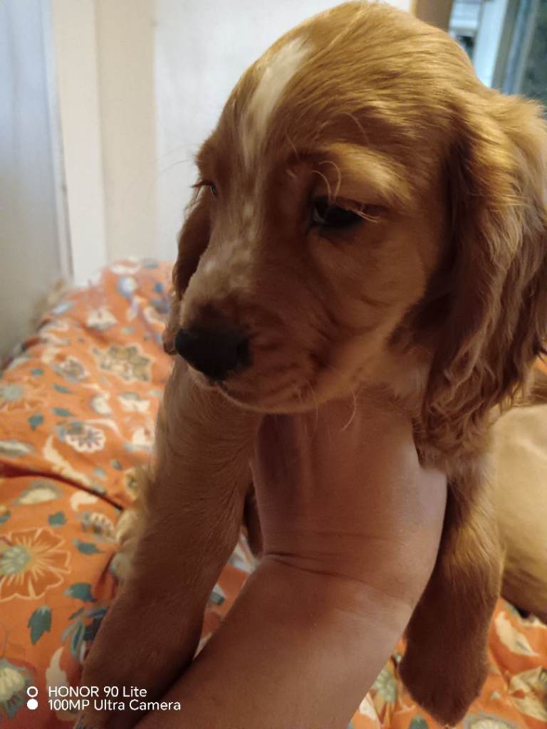 Cocker spaniels puppies 