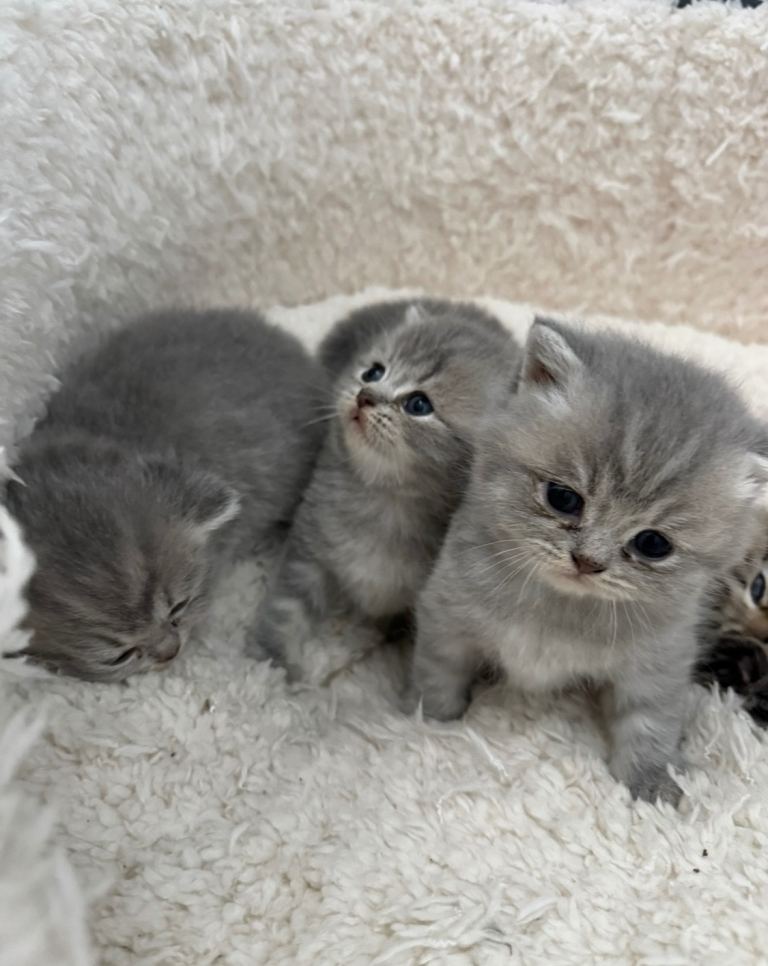 British shorthair kittens 