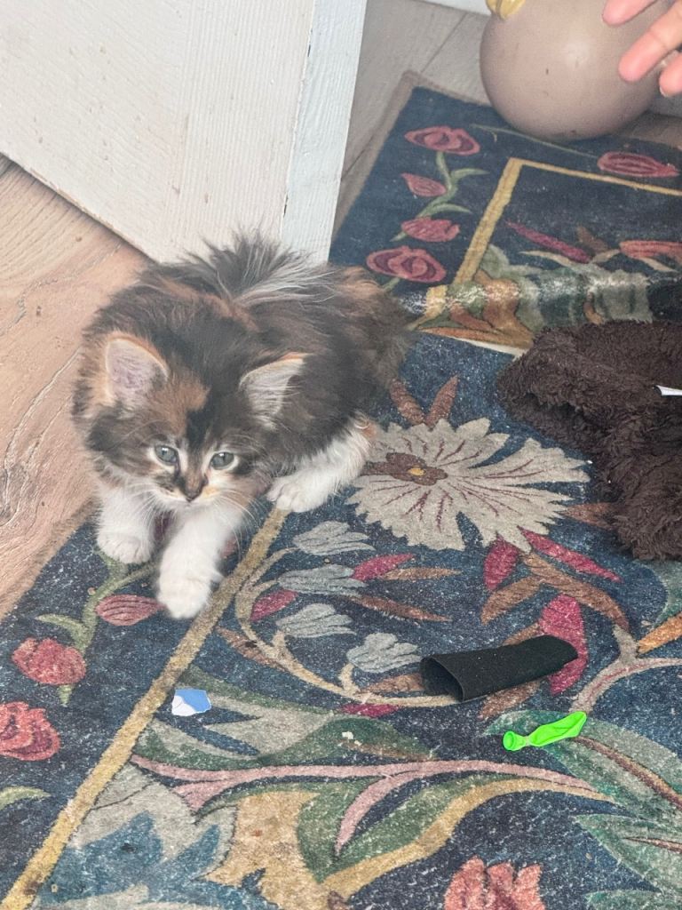 Siberian mixbreed kitten