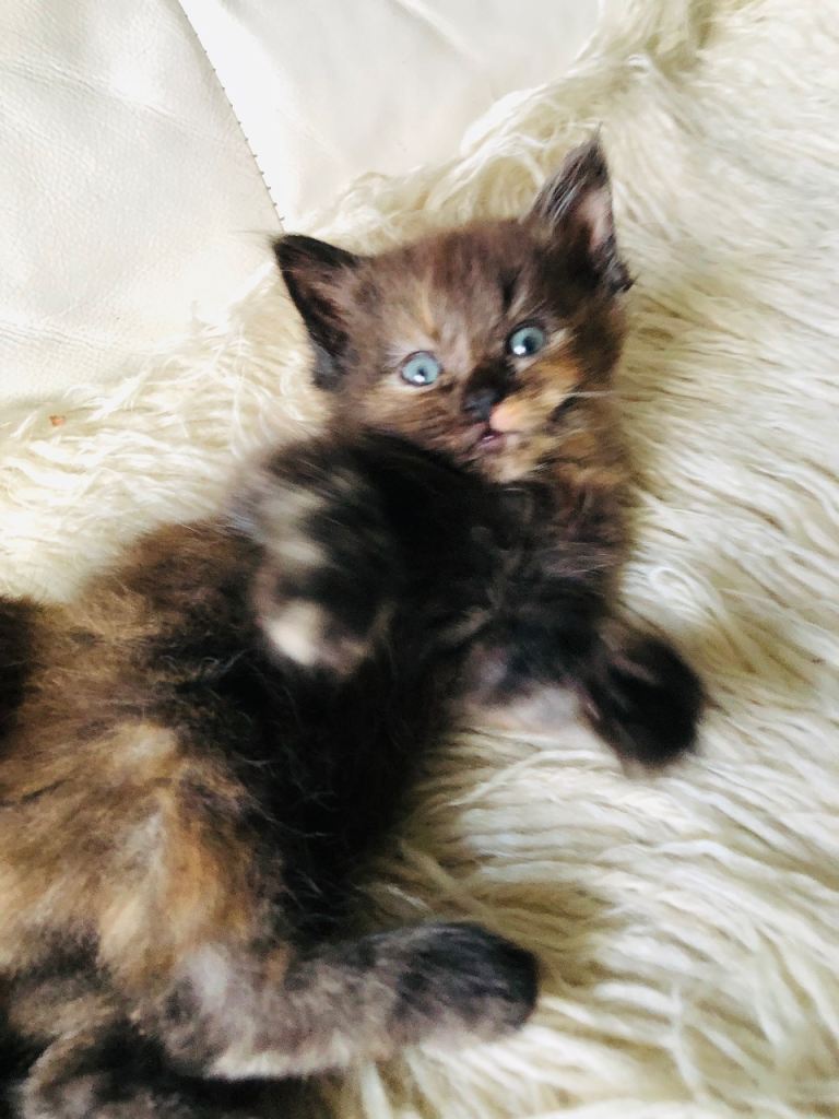 KITTENS FROM A RAGDOLL MOTHER 