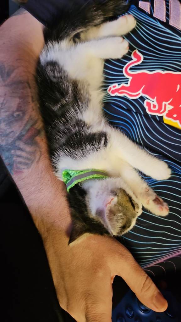 Beautiful boy  ready for his forever home 