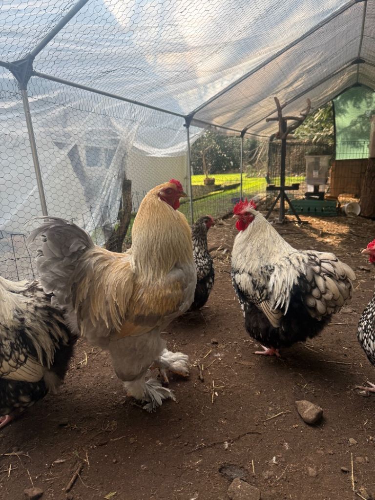  Brahma, silver Laced Orpington hens and roosters 