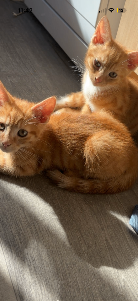 Kittens 