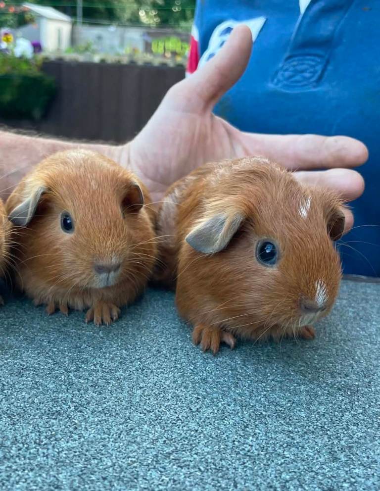 Baby female guinea pigs